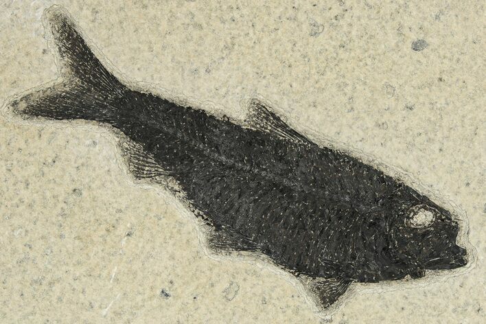 Dark Black Fossil Fish (Knightia) - Wyoming #222829